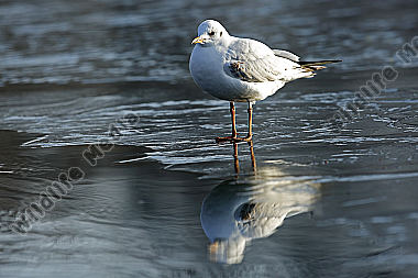 Lachmöwe