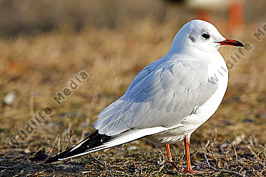 Lachmöwe