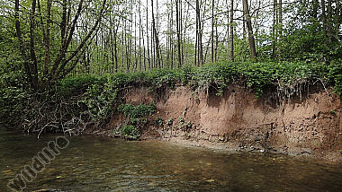 Eisvogel, LA: Alcedo atthis, Bruthöhle, Steilwand, Gewässer