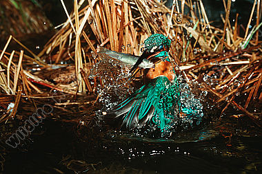 Eisvogel