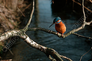 Eisvogel