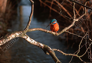 Eisvogel