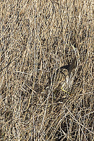 Rohrdommel im Schilfversteck