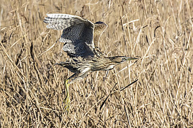 Fliegende Rohdommel