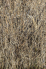 Rohrdommel im Schilfversteck