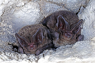 Mopsfledermaus