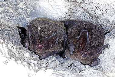 Mopsfledermaus