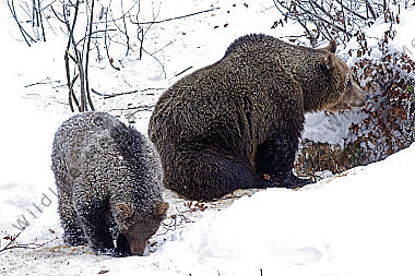 Braunbär im Schnee