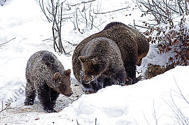 Braunbär im Schnee