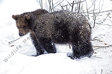 Braunbär im Schnee