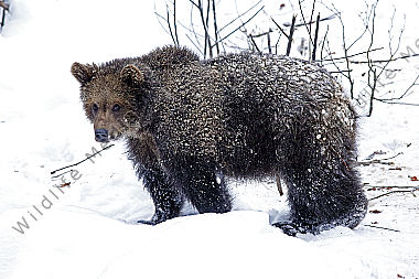 Braunbär im Schnee