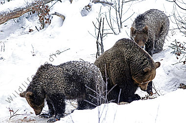 Braunbär im Schnee