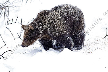 Braunbär im Schnee