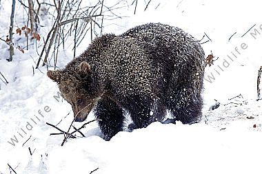 Braunbär im Schnee