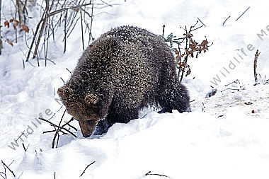 Braunbär im Schnee