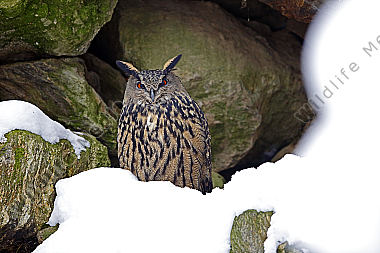 Uhu im Schnee