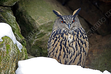 Uhu im Schnee