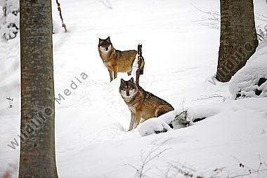 Wolf im Schnee