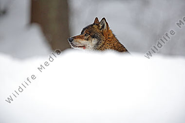 Wolf im Schnee