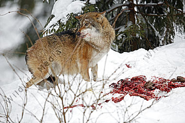 Wolf im Schnee