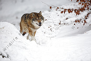 Wolf im Schnee