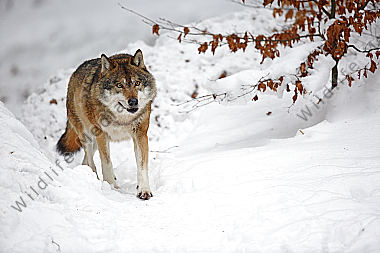 Wolf im Schnee