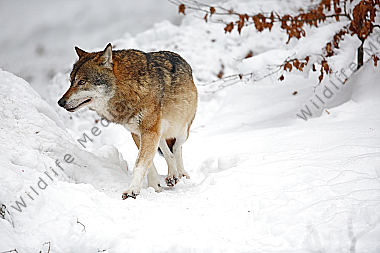 Wolf im Schnee