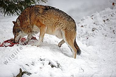 Wolf im Schnee