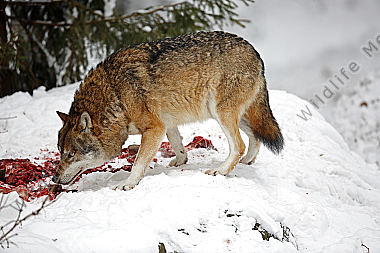 Wolf im Schnee