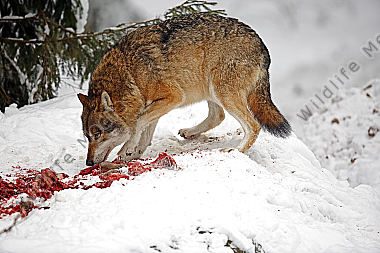 Wolf im Schnee