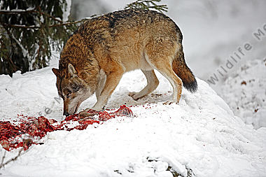 Wolf im Schnee