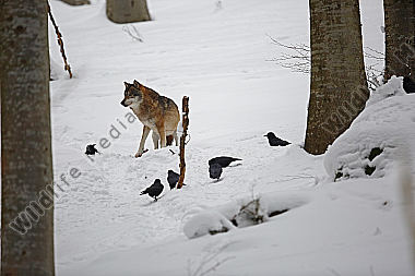 Wolf im Schnee