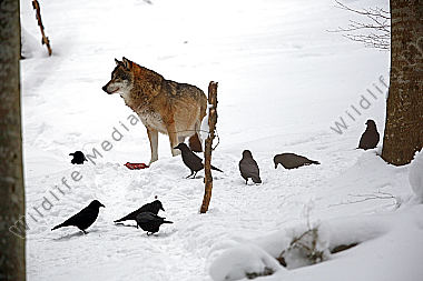 Wolf im Schnee
