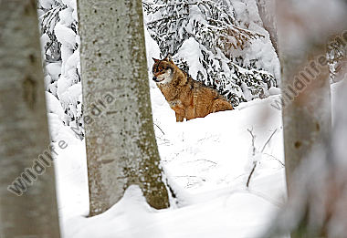 Wolf im Schnee