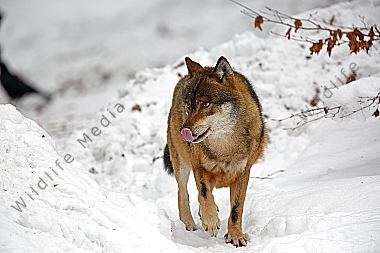 Wolf im Schnee