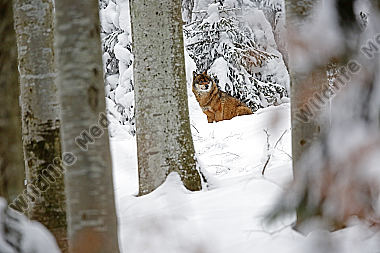 Wolf im Schnee
