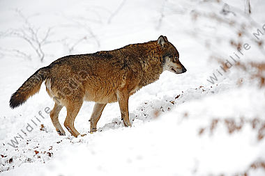 Wolf im Schnee