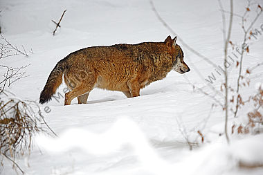 Wolf im Schnee
