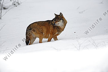 Wolf im Schnee