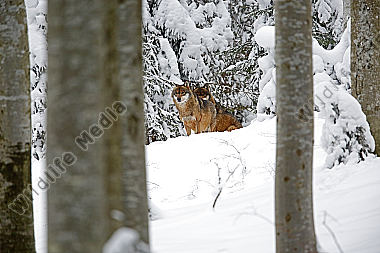 Wolf im Schnee