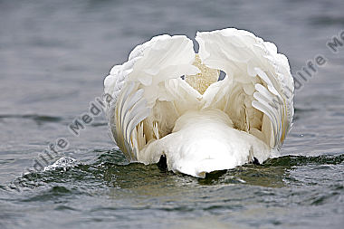 Höckerschwan