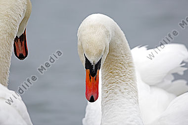 Höckerschwan