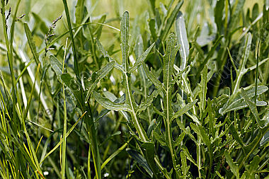 Rucola
