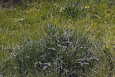 Rucola