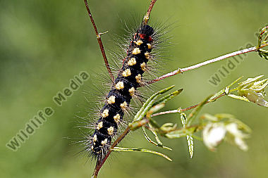 Wolfsmilch-Rindeneule Raupe