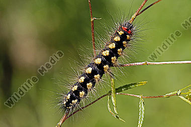 Wolfsmilch-Rindeneule Raupe