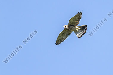 Ein fliegender Turmfalke auf Nahrungssuche