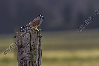 Ein Turmfalke sitzt auf seiner Warte und späht nach Beute