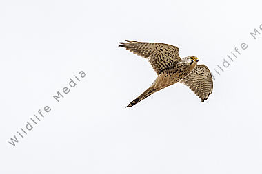 Ein fliegender Turmfalke auf Nahrungssuche