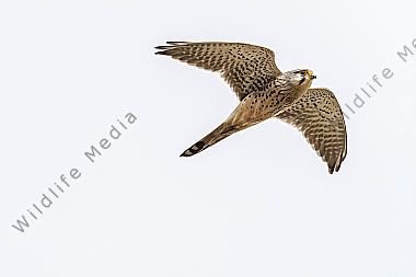 Ein fliegender Turmfalke auf Nahrungssuche
